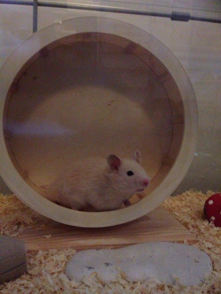 Hamster Pudding billede 7