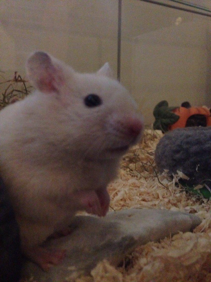 Hamster Pudding billede 8