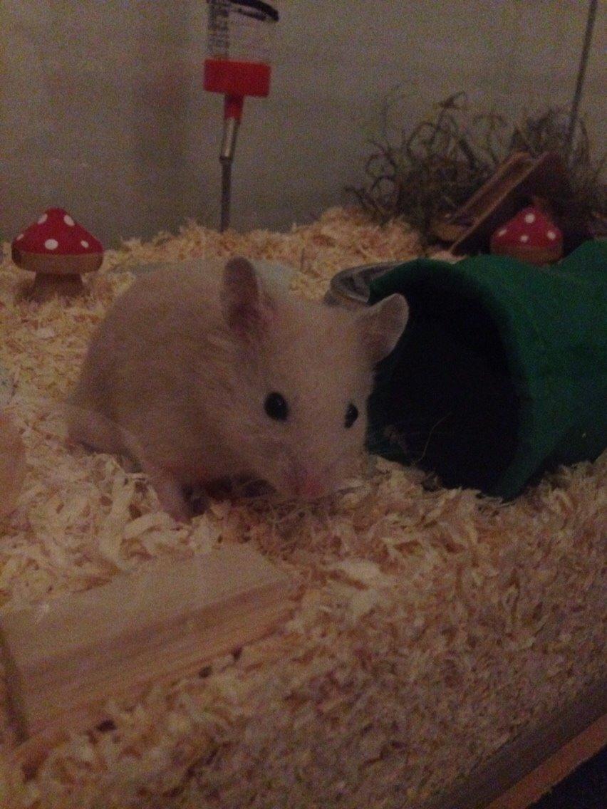 Hamster Pudding billede 9