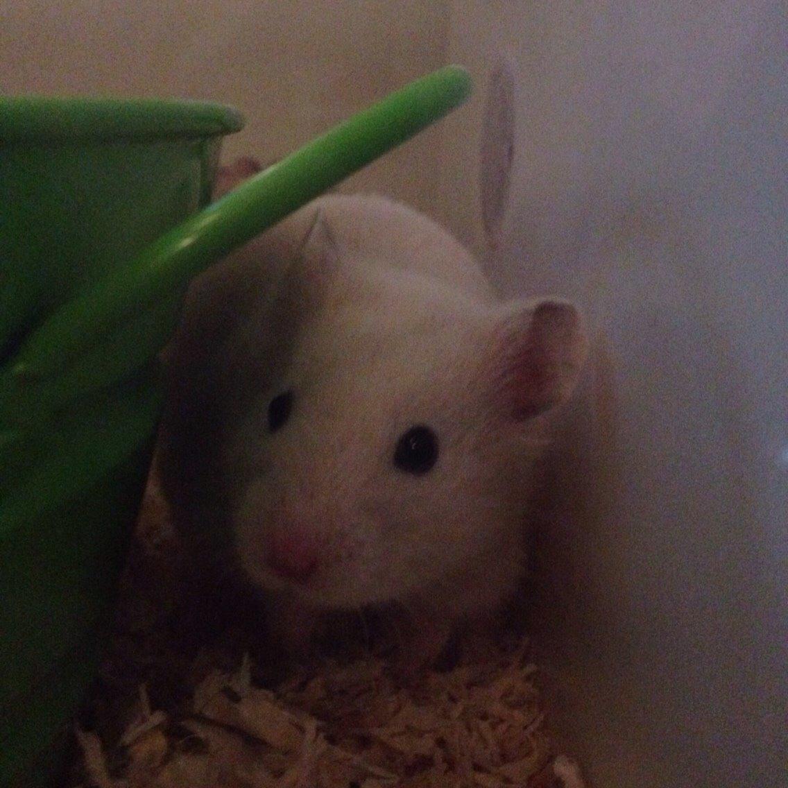 Hamster Pudding billede 10