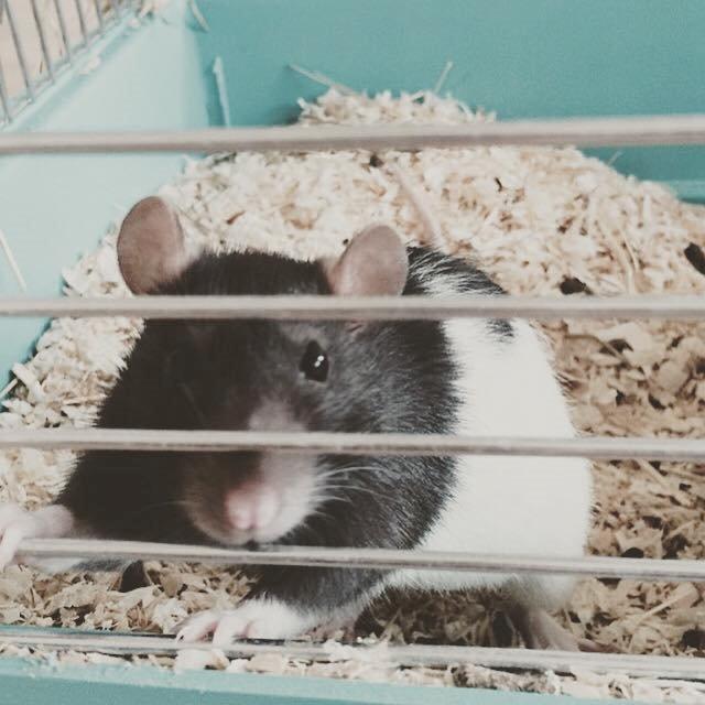 Tamrotte Dina billede 1