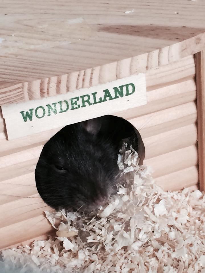 Tamrotte Dina billede 2