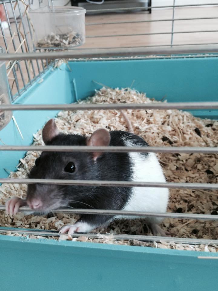 Tamrotte Dina billede 3