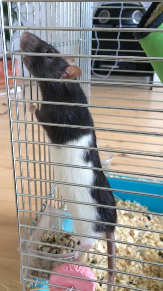 Tamrotte Dina billede 4