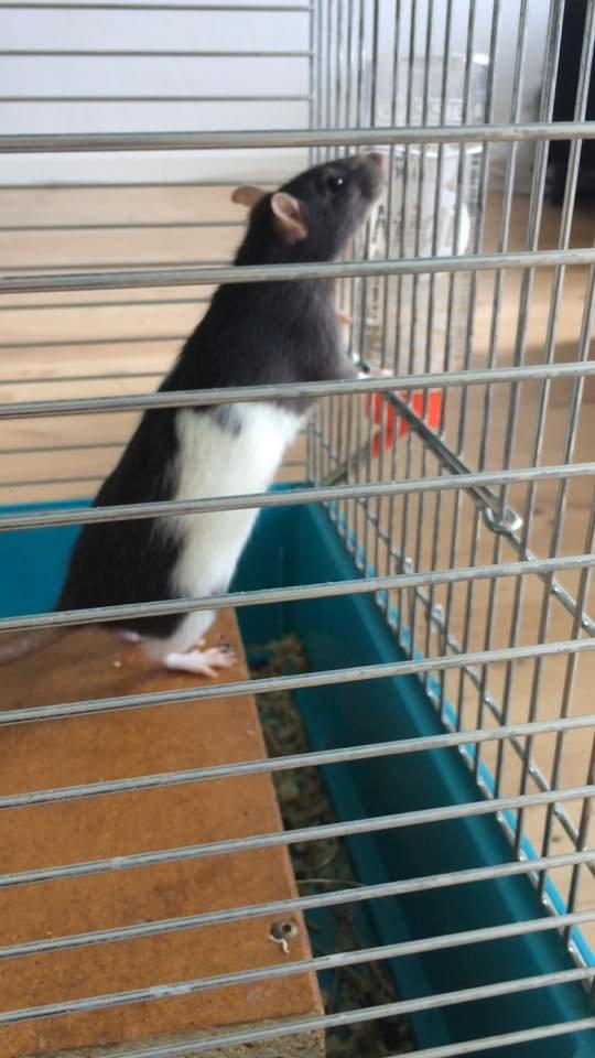 Tamrotte Dina billede 5