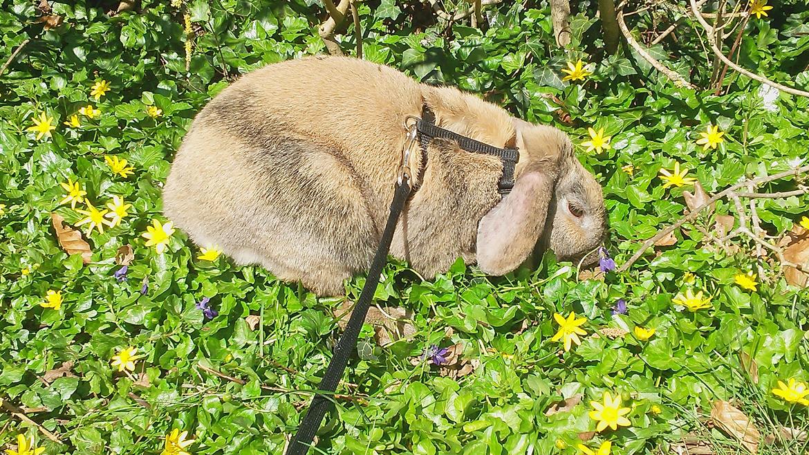 Kanin Cita billede 15