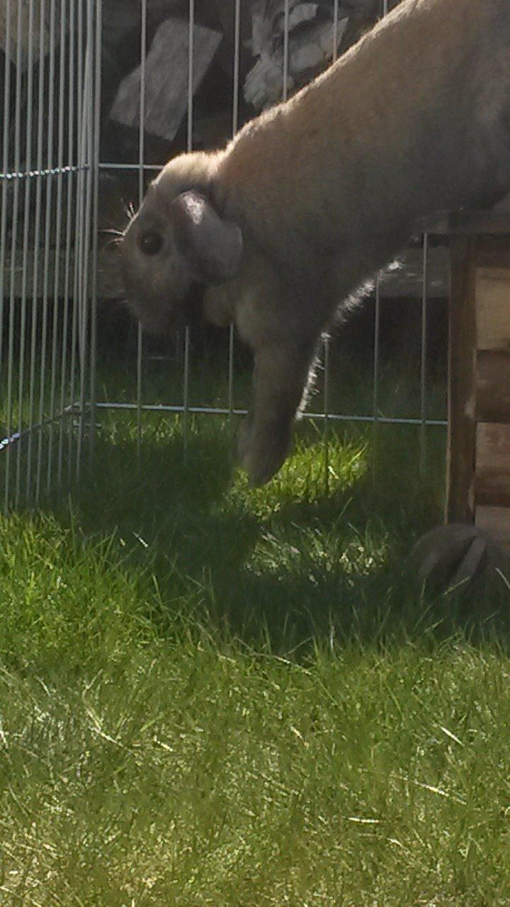 Kanin Cita billede 16