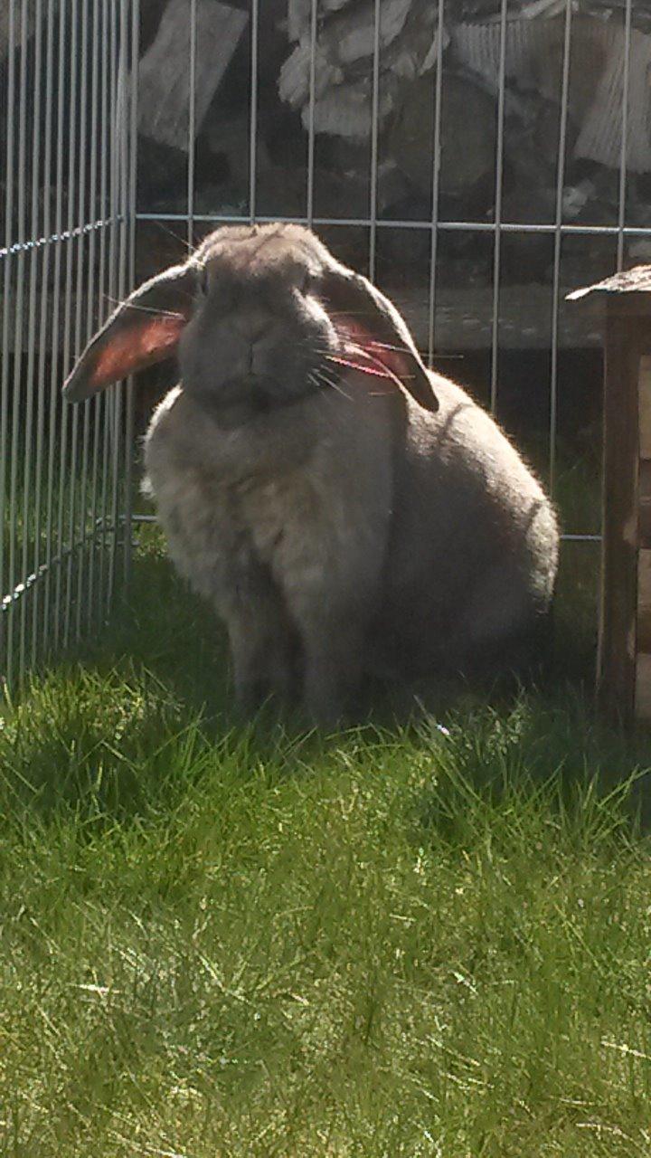 Kanin Cita billede 17