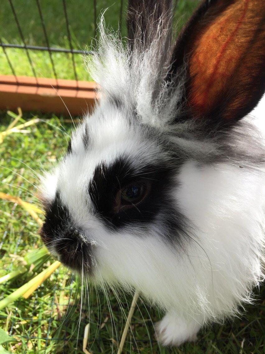 Kanin Flora billede 10