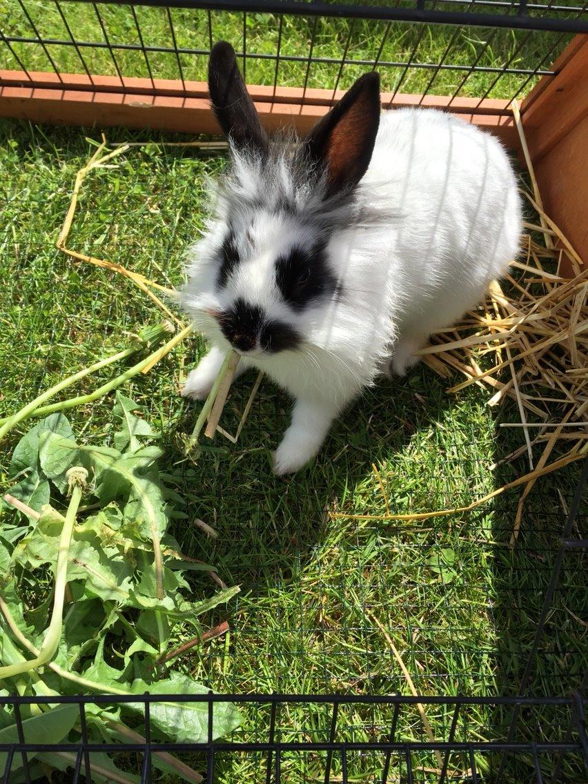 Kanin Flora billede 11