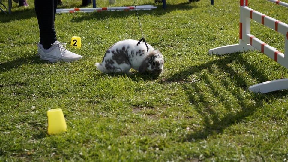 Kanin Dolls Inpavidus Herakles billede 3