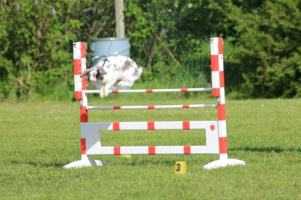 Kanin Dolls Inpavidus Herakles billede 9