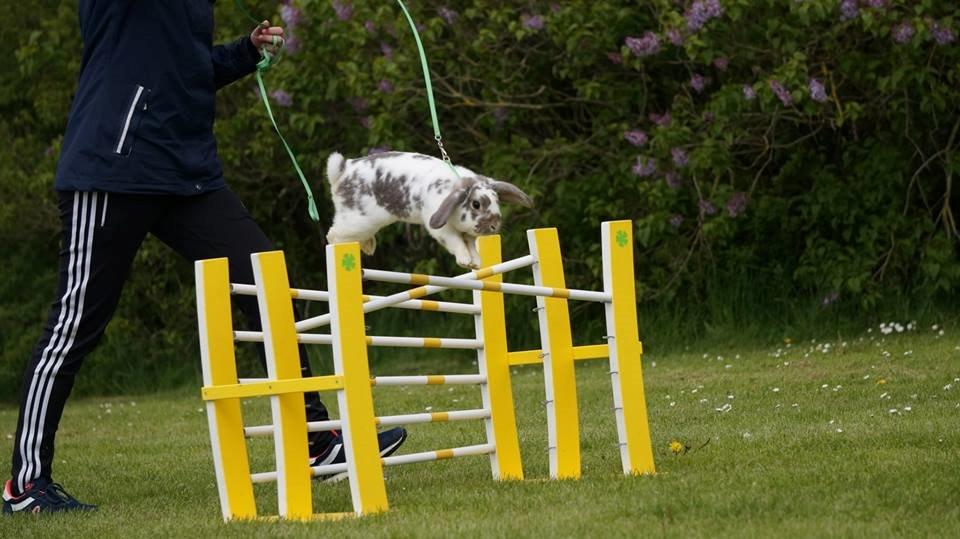 Kanin Dolls Inpavidus Herakles billede 13