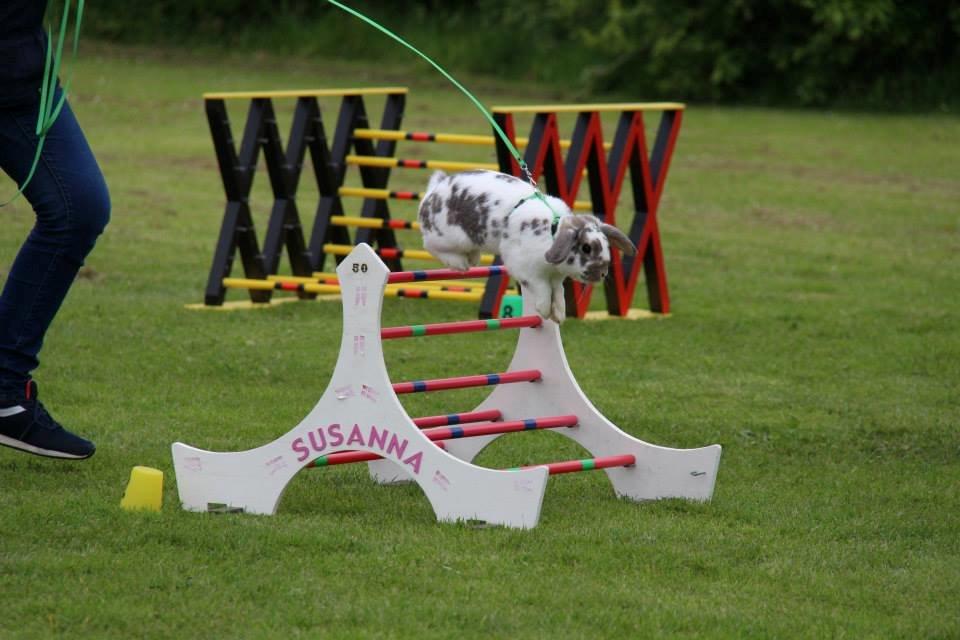 Kanin Dolls Inpavidus Herakles billede 12