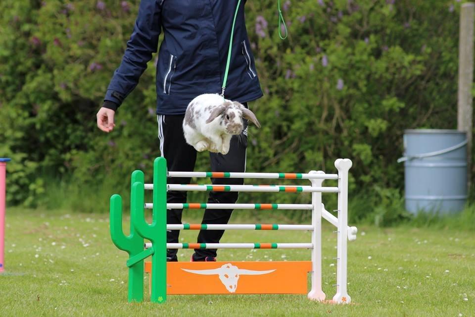 Kanin Dolls Inpavidus Herakles billede 1