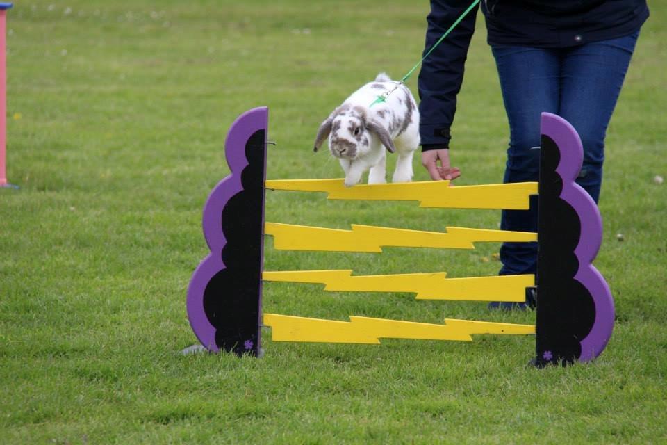 Kanin Dolls Inpavidus Herakles billede 15