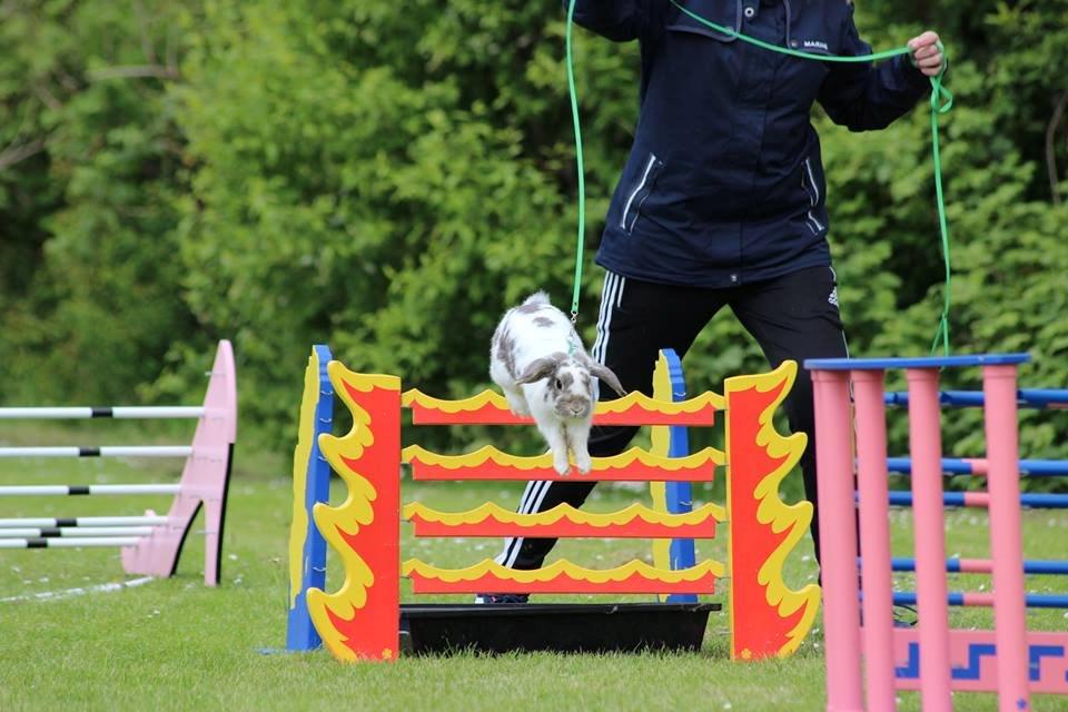 Kanin Dolls Inpavidus Herakles billede 18