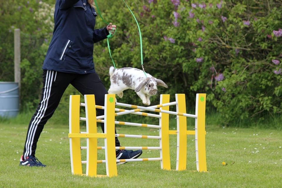 Kanin Dolls Inpavidus Herakles billede 6