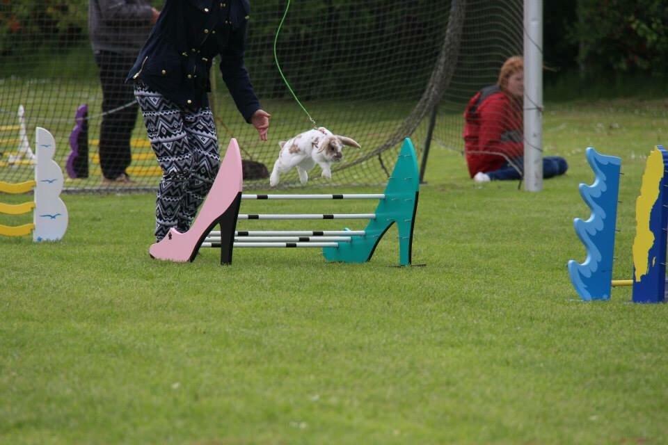 Kanin Aries Sri Lila billede 16