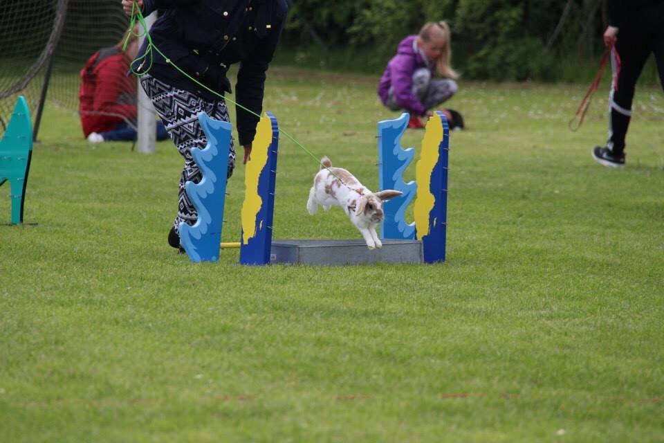 Kanin Aries Sri Lila billede 17