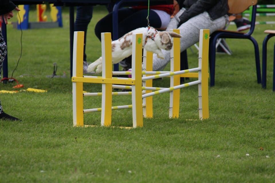 Kanin Aries Sri Lila billede 20