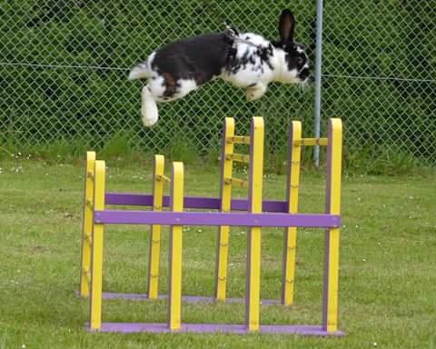 Kanin Fønix af Pecasus  billede 1