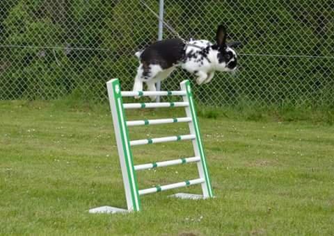 Kanin Fønix af Pecasus  billede 2