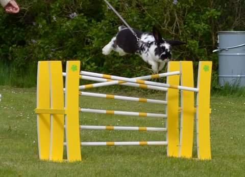 Kanin Fønix af Pecasus  billede 3