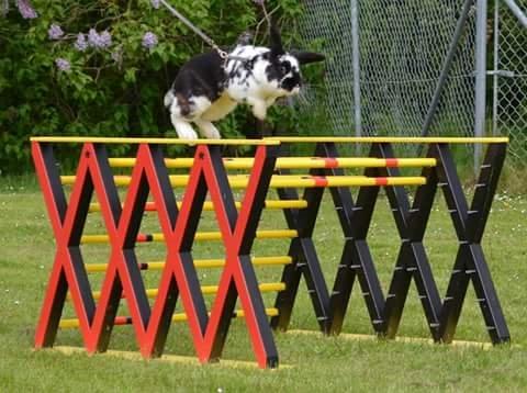 Kanin Fønix af Pecasus  billede 4