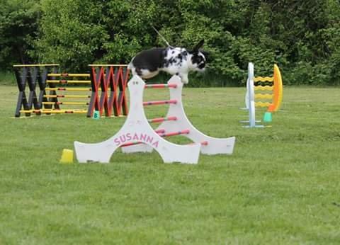 Kanin Fønix af Pecasus  billede 5