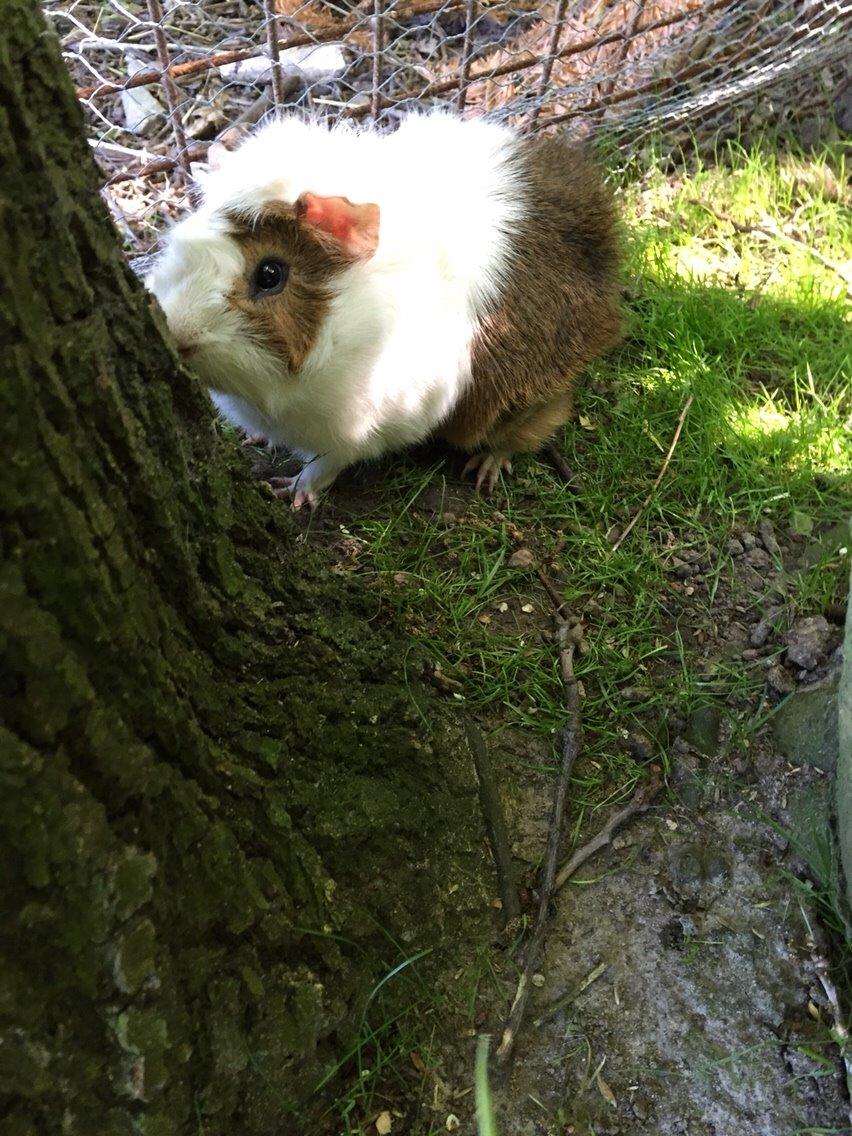 Marsvin Chip billede 2