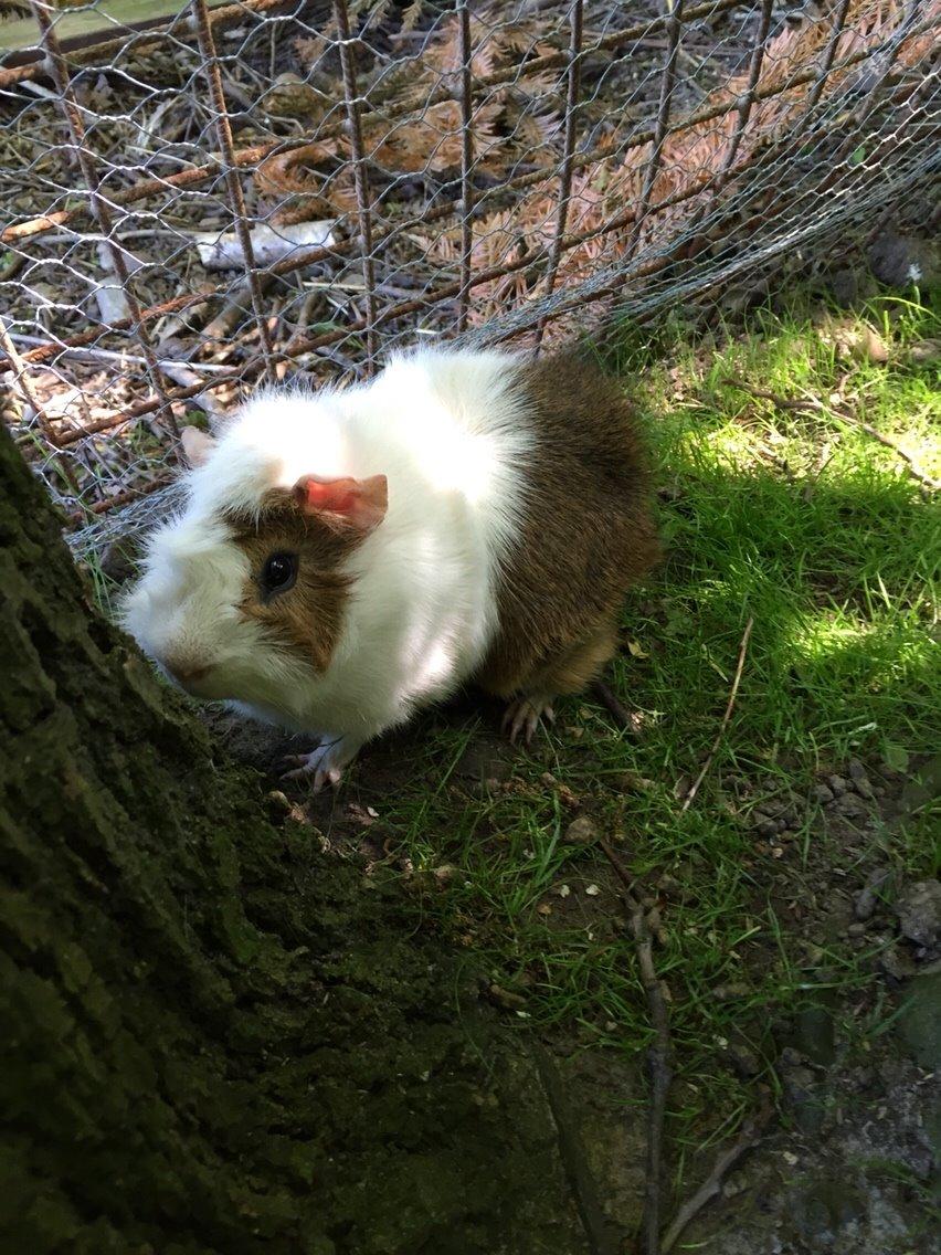 Marsvin Chip billede 1