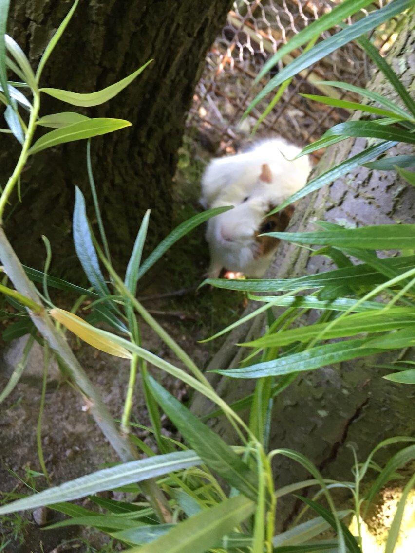 Marsvin Chip billede 3