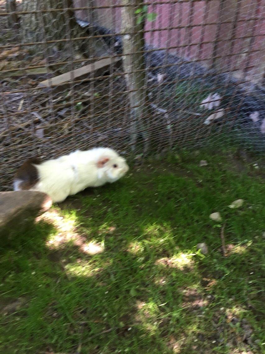 Marsvin Chip billede 4