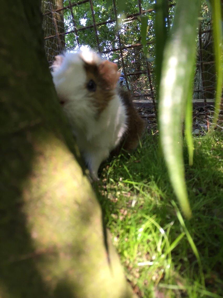 Marsvin Chip billede 6