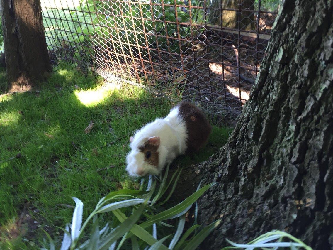 Marsvin Chip billede 5