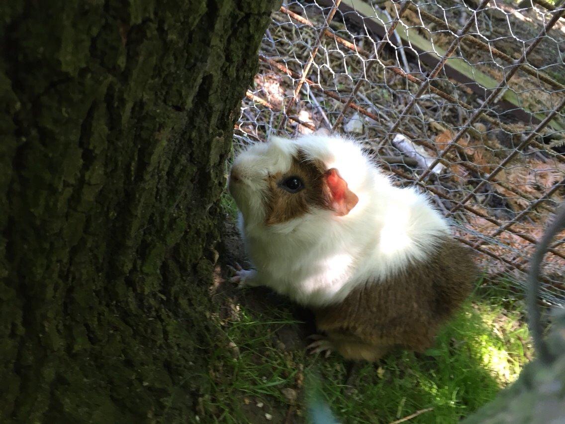 Marsvin Chip billede 7