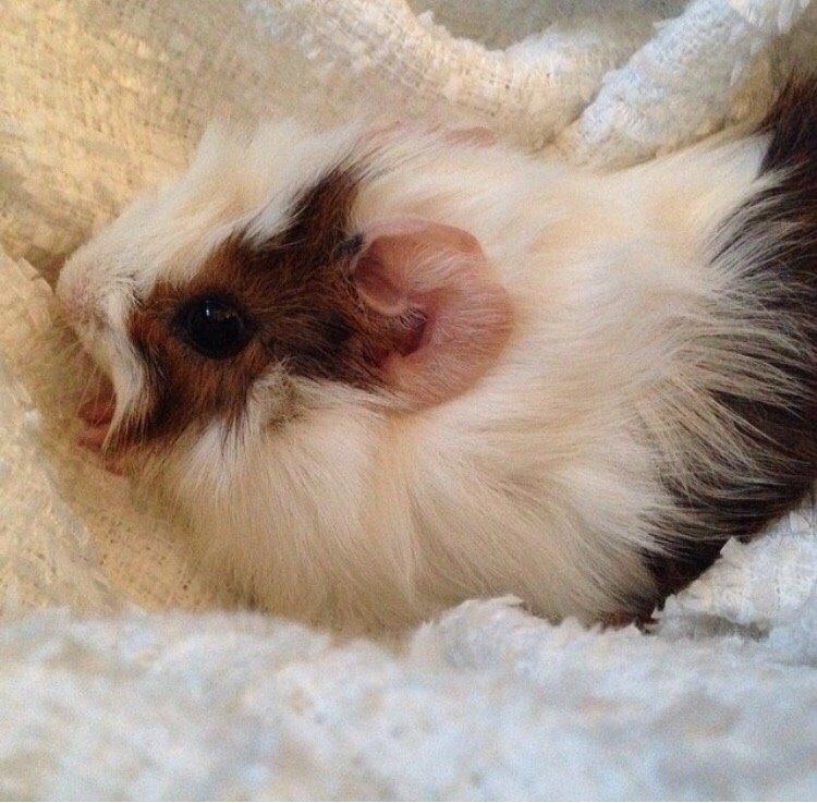 Marsvin Chip billede 9