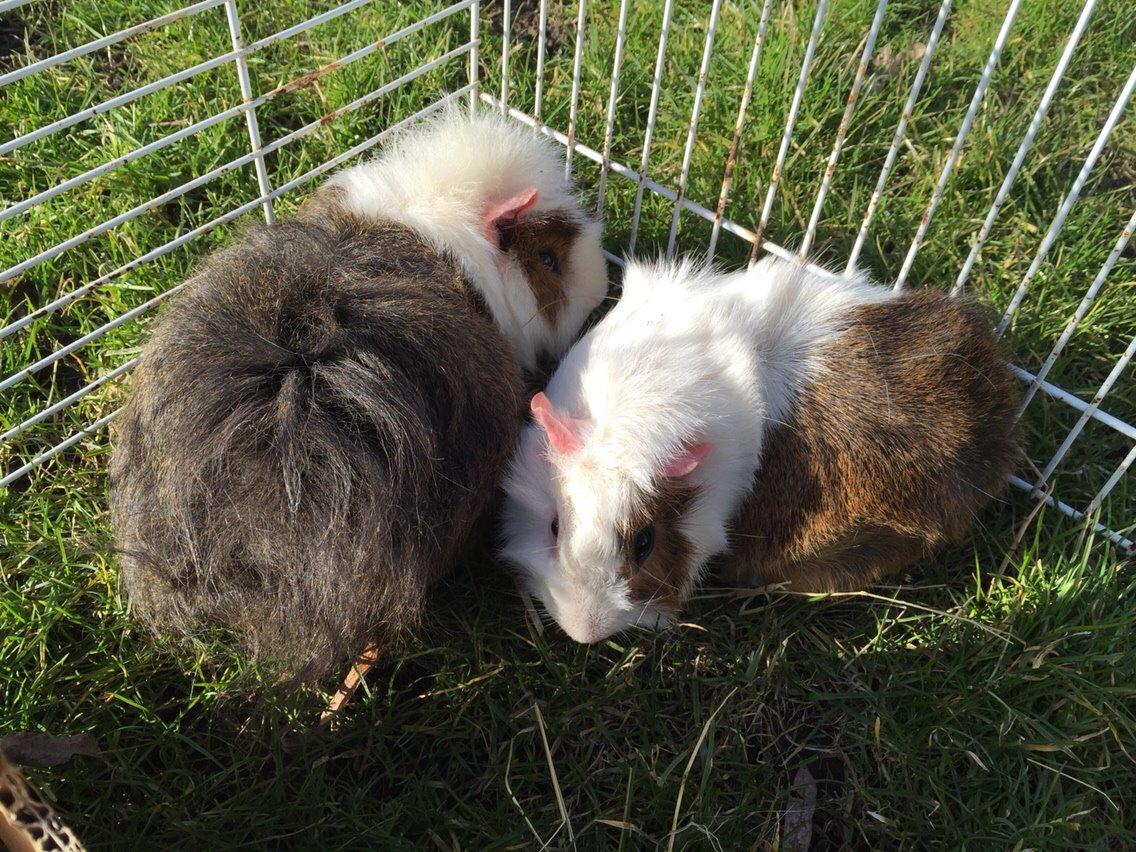 Marsvin Chip billede 8