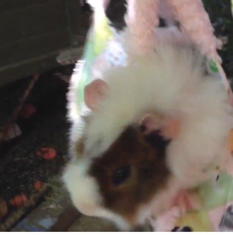 Marsvin Chap billede 4