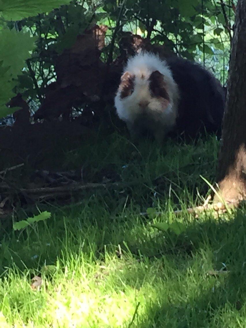 Marsvin Chap billede 7