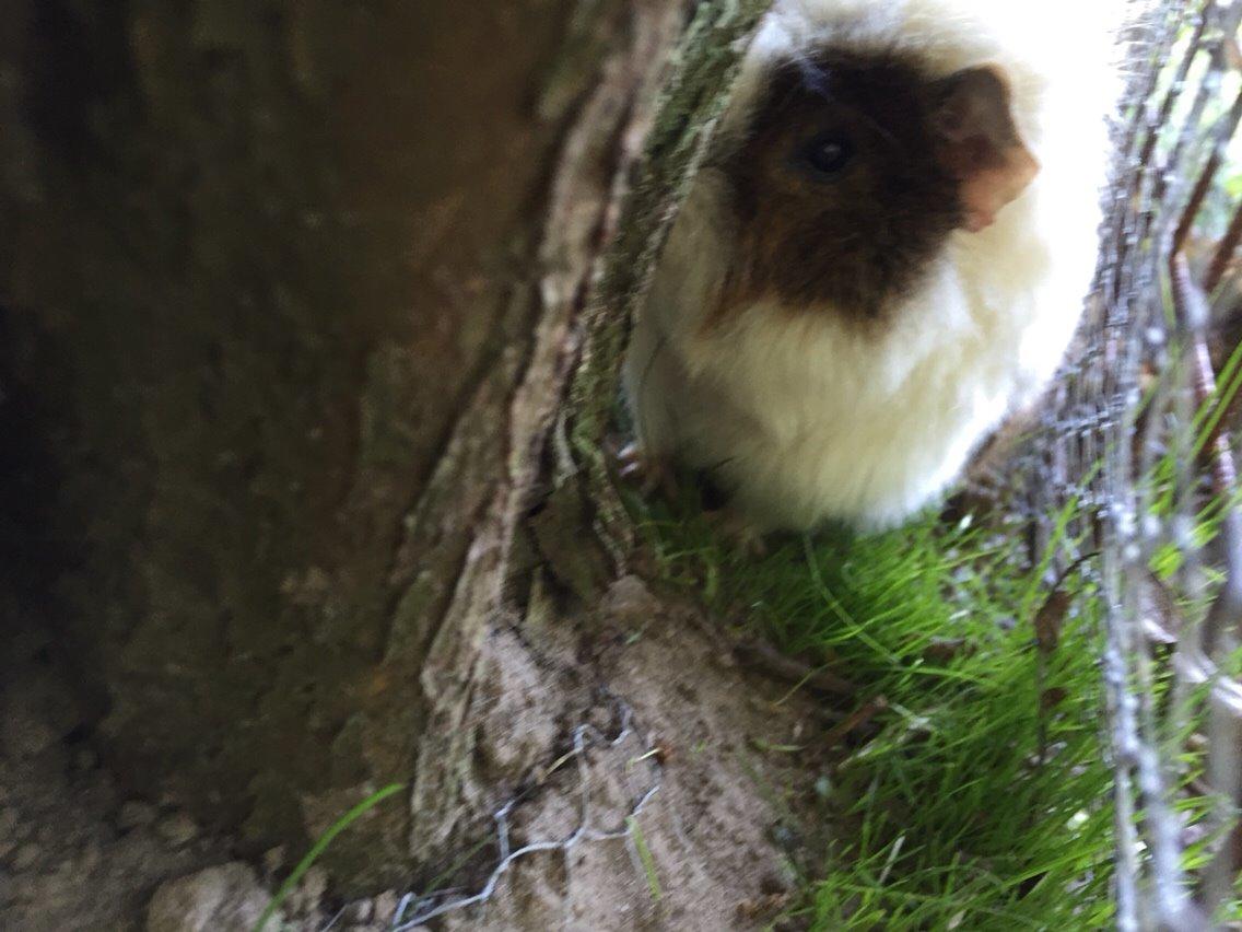 Marsvin Chap billede 8