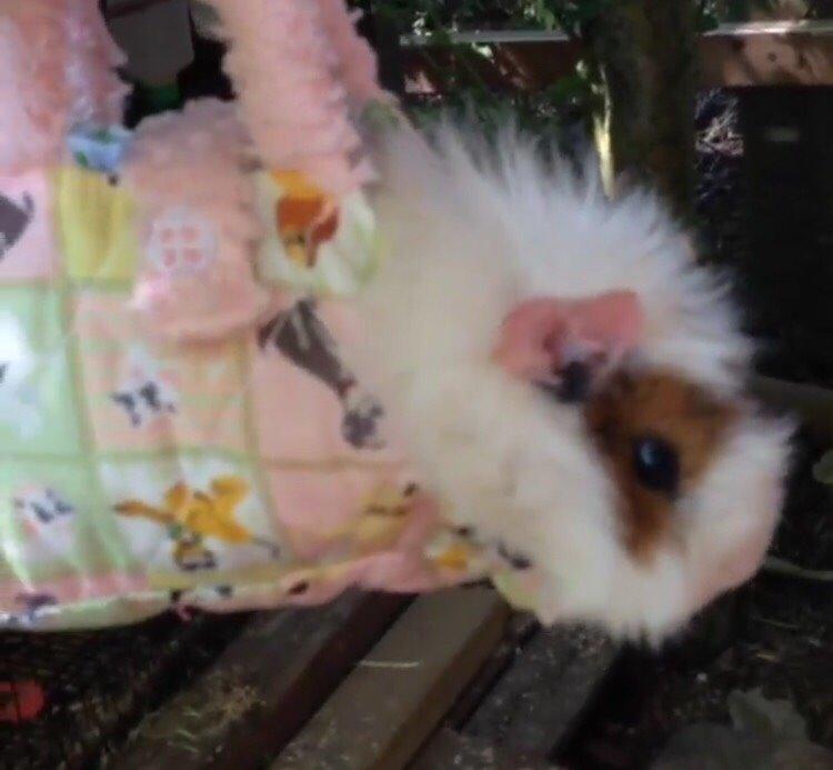 Marsvin Chap billede 5