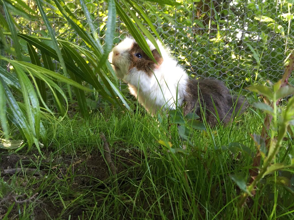 Marsvin Chap billede 1