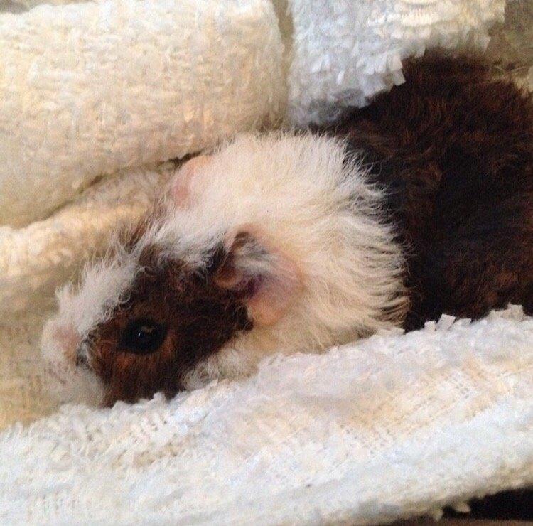 Marsvin Chap billede 10