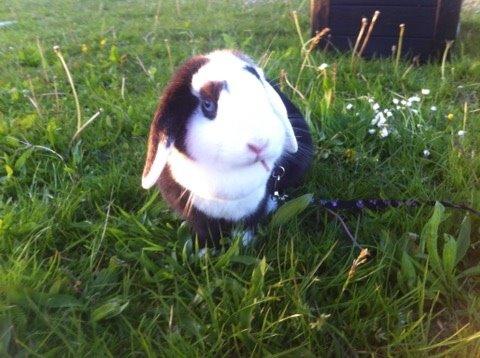 Kanin Brocks Arks Diva billede 8