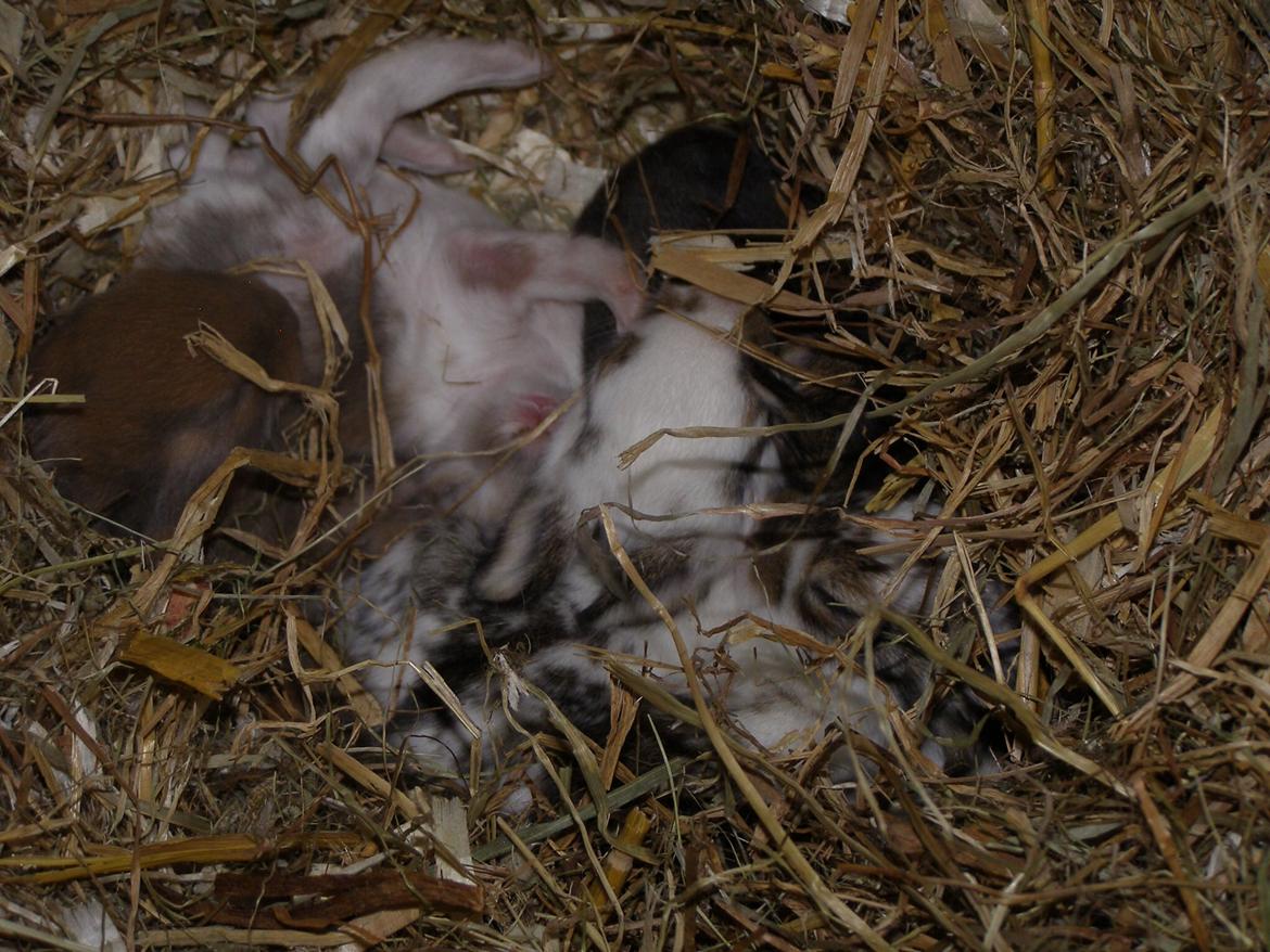 Kanin Gandrups Junior billede 2