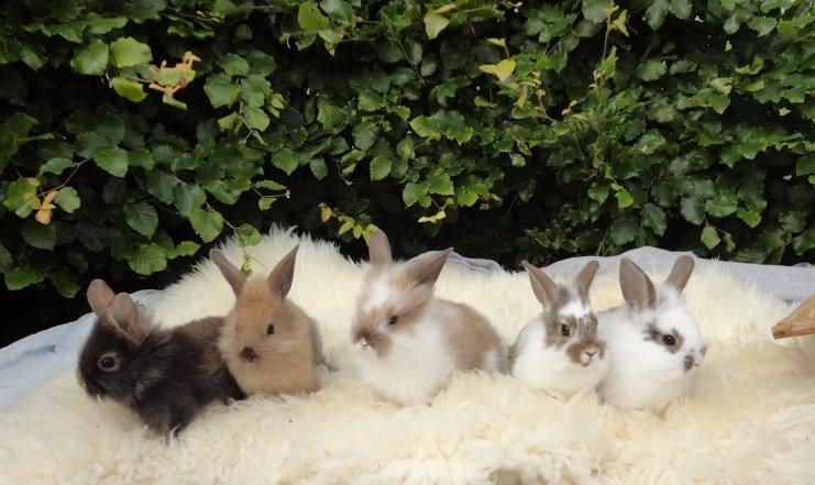 Kanin Gandrups Junior billede 3