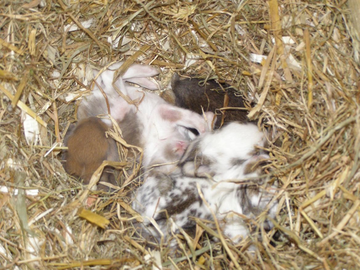 Kanin Gandrups Junior billede 1