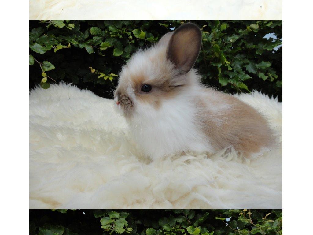 Kanin Gandrups Junior billede 5